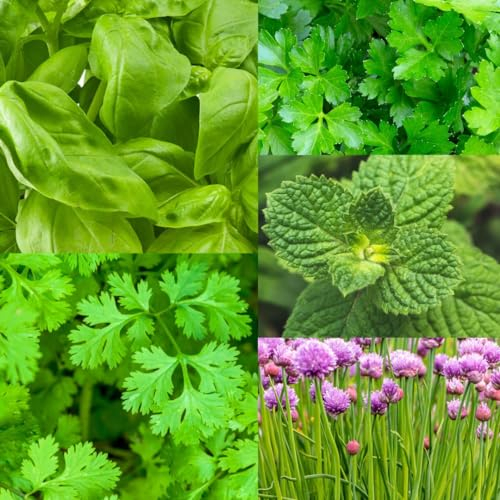 PREMIER SEEDS DIRECT - 5 HERB DISKS Collection - Seed Tape