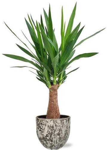 Yucca Maya Tree – Giglio di palma – Pianta di cannella – Ø 19 cm – 80 cm + vaso Sem marrone Ø 20 x 18 cm