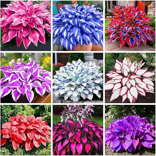200+ d'un mélange de hostas - Peu d'entretien et grande valeur ornementale, convient pour l'extérieur, la maison, le jardin et les parcs