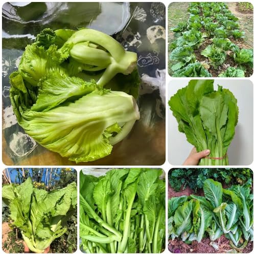 Semillas de mostaza, organicas Semillas de Brassica juncea - Comprar de invierno 300pcs