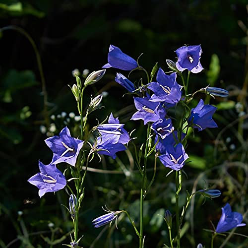 Campanula Persicifolia Blue Seeds Bellflower