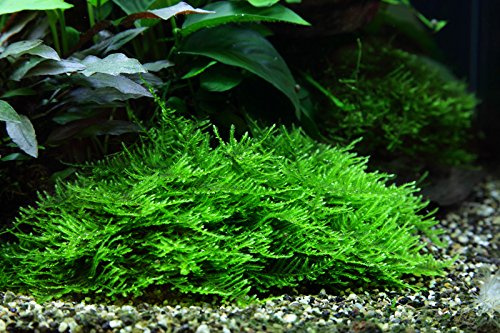 AquaOne Akvarium Växt i Vitro 2 stycken Mossa Taxiphyllum Spiky vattenväxt 1–2 odlade akvarieväxter set mossa mugg laboratorieväxter