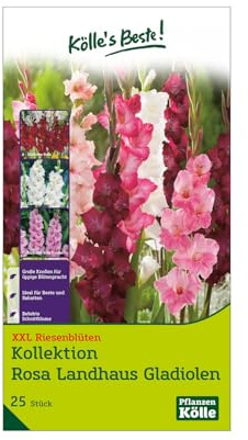 XXL Kollektion 'Rosa Landhaus' Gladiolen Größe 12/14, 25 Blumenzwiebeln