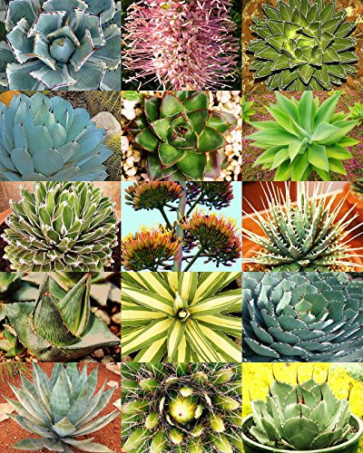 Heirloom 30 semi Agave Variety Mix, pianta rara Giardino Esotico deserto succulente Landscape