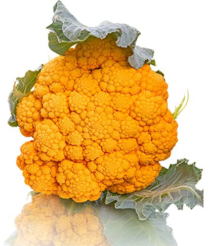 blumenkohl samen gemüsesamen 150 bio saatgut blumenkohl Gelb alte gemüsesorten samen bodendecker winterhart mehrjährig blumenkohl pflanzensamen geschenke für gartenfreunde