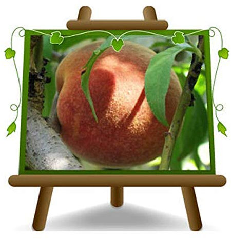 Pêches à la pulpe blanche Maria Bianca - Plante fruitière porte greffe franc sur pot 26 - arbre max 200 cm- 4 ans