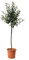 KENTIS – Apfelbaum – Malus Domestica – Apfel Pflanzen – Echte Outdoor Pflanzen – Garten Obstbaum – Obstpflanzen – Topf Ø 28 cm