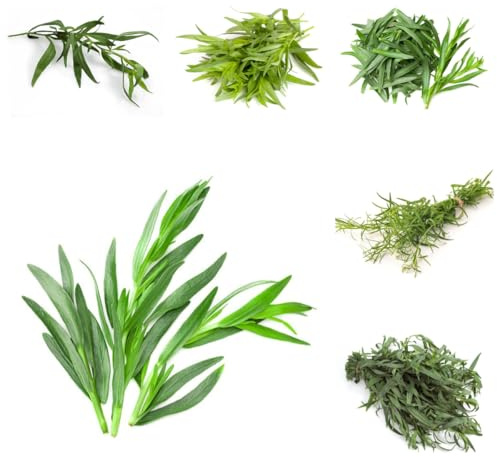 semillas de estragón, jardín, exótico estragón, tradicionales de medicinales, 130pcs