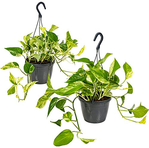 Bloomique - Lot de 2 Scindapsus Marble Queen - Lierre du Diable - Plantes suspendues ou grimpantes - Dépolluantes - Entretien facile - 20-30 cm - Pot Ø15 cm