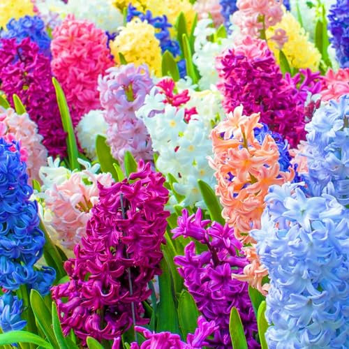 Hyazinthenzwiebel-Winterhart MehrjäHrig,Traubenhyazinthen Zwiebeln,Hyazinthen Zwiebeln Winterhart,Hyazinthen Rhizome,In Töpfe pflanzen-8zwiebeln-b