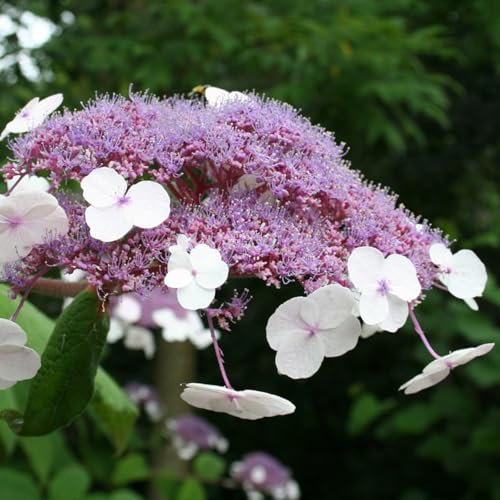 Carbeth Plants Hydrangea Hot Chocolate Plant 1 x 9cm Pot - Bushy Deciduous Flowering Garden Ready Shrub - Pollinator Friendly Hardy Outdoor Garden Plant for Beds, Borders & Containers