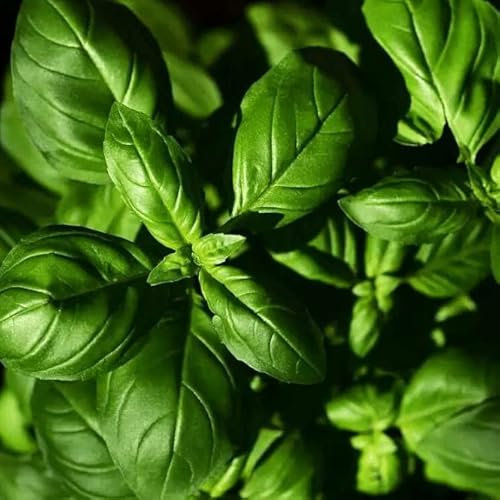 Semillas de Albahaca Hoja Ancha | DECOALIVE | Semillas Huerto Urbano | Plantas Aromáticas