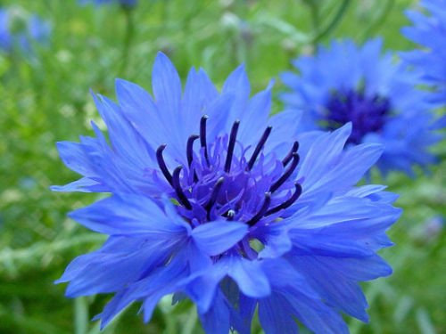 Bouton nain bleu bachelor Graines, Dwarf Blue Seeds, Graines de Bleuet en vrac, 500ct
