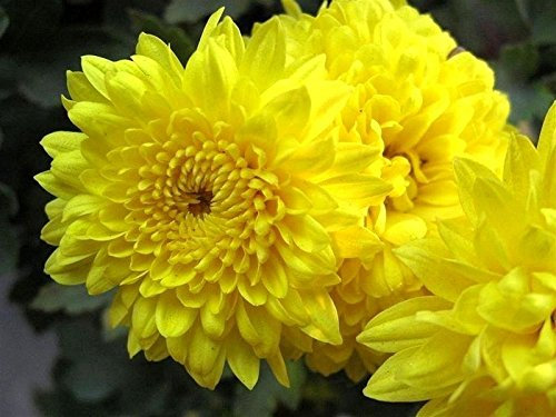 500 Crisantemo Giallo Morifolium Fiore Half Pettine S/H Libero del Regalo &