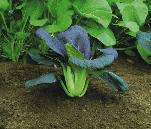 Just Seed - Vegetable - Pak Choi - Red F1-3000 Seeds - Large Pack
