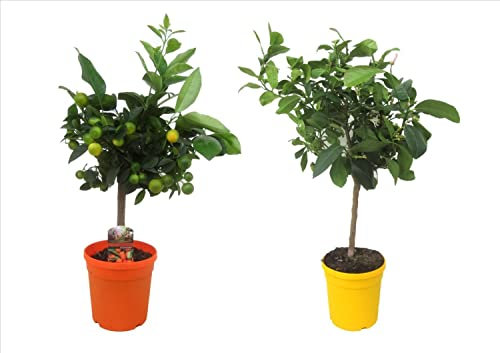 Limonero + Naranjo - Pack de 2 Árboles Frutales - Plantas Naturales de Exterior con Buen Tamaño