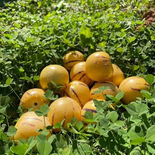 Pera melone, semi di pera melone - acquistare da frutto resistenti raro da balcone frutto colonnare colonnari giardino frutteto nani, 400pcs