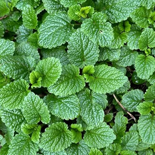 semi di melissa - giardino decorazione resistenti esterno balconi 250pcs