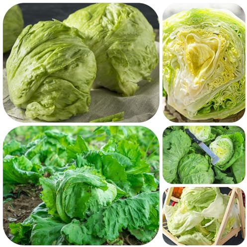 semillas de lechuga iceberg, para bancales elevados lechuga iceberg fresca de variedades antiguas 1200pcs