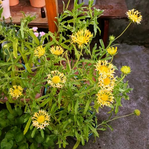 Semillas de escarapela, semillas de Gaillardia, resistentes al exterior Gaillardia pulchella, silvestres 150pcs