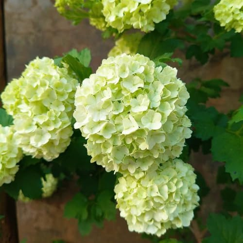 Semillas de hortensia bola de nieve, arbustos en resistentes exóticas jardín semillas cobertura del suelo verano orgánicas pradera 80pcs
