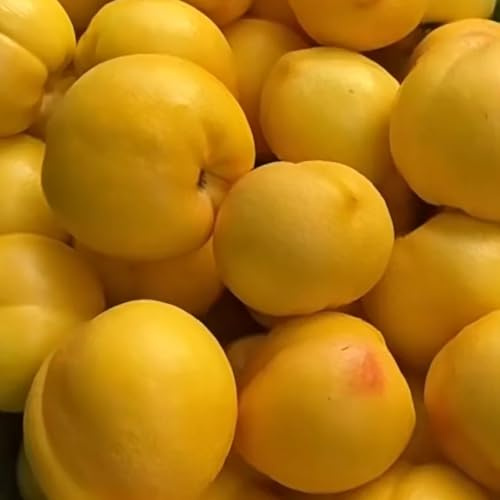 Nektarinenbaum obstpflanzen pflanzensamen zimmerpflanze bio obstbaum kräutersamen baumsamen obstbäume säulenobst pflanzendeko pfirsichbaum obstsamen hochbeet balkon dekopflanzen 12samen