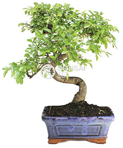 Bonsai - Olmo chino, 6 Años (Bonsai Sei - Zelkova)