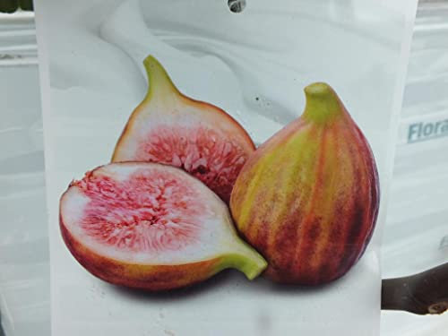 Feigenbaum Ficus carica Dauphine170-200 cm - kräftiger Stamm Obstbaum - echte Feige - Winterhart