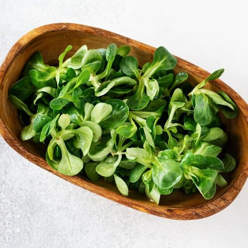lattuga d'agnello semi di varietà antiche decorazioni da giardino per esterni aromatiche biologiche e invernali semi di biologici da 300semi