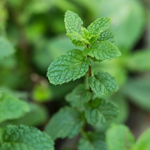 menta marroquí de cocina balcón e invernaderobuena, semillas de menta semillas interior exóticas balcones elevados orgánicas cubrir el 200semillas