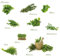 Eurographics Different Herbs 50x70 DecoSticker, Sticker, grün, 70x50x0.4 cm