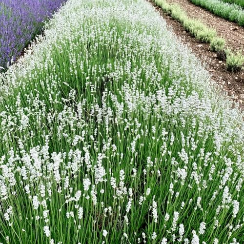 semillas de lavanda resistentes, lavanda para el jardín lavanda para camas elevadas, para lugares soleados 55pcs