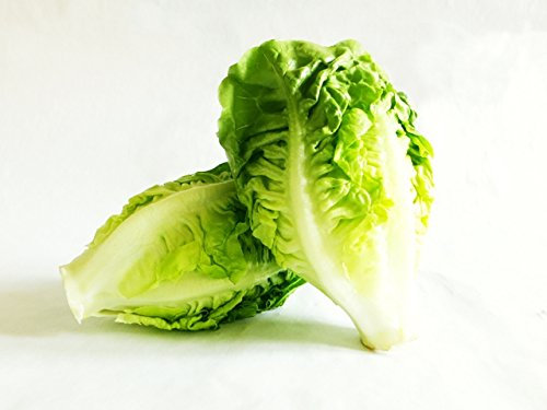 LATTUGA LITTLE GEM NR.1000 SEMI