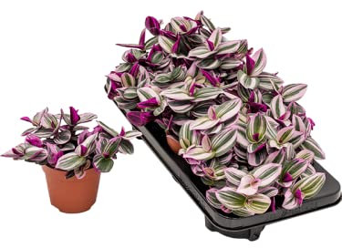 Tradescantia albiflora Nanouk - Easy Care Trailing Variegated Pink Foliage Spiderwort - Wandering Jew Indoor House Plant in 8cm Pot