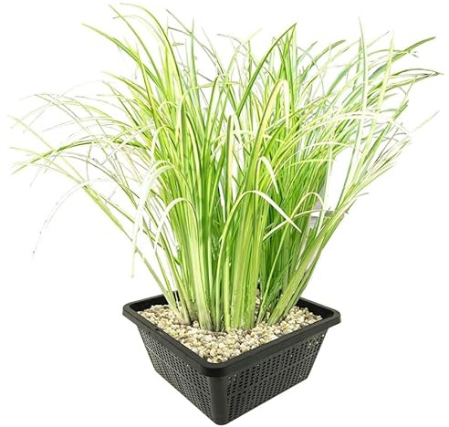 vdvelde․com - Cálamo Aromático - Planta de Estanque - Resistente - Cultivo Biológico - Plantar Directo - Fresco de Vivero - 9 Unidades