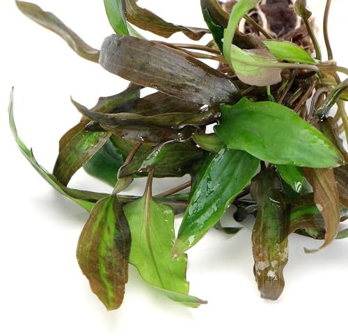 K2AQUA Cryptocoryne Affinis Red Live Aquarium Plant Easy Care Beautiful Red Green Brown Foliage Perfect for Freshwater Tropical Tank Aquascapes