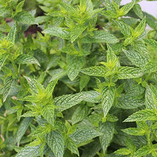 Pfefferminze ca. 500 Samen - Mentha piperita, beliebte Gewürzpflanze