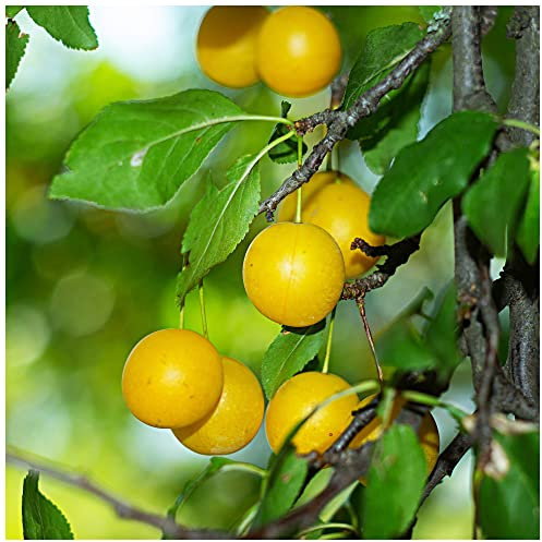 Plum 'Mirabelle de Nancy' 4-5ft, Self-Fertile Incredibly Sweet Honey Yellow Fruit 3fatpigs®