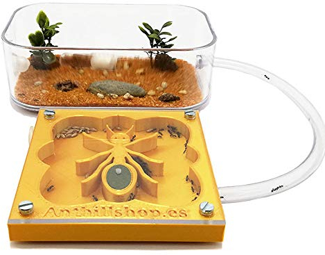 ANTHILLSHOP 3D Ameisenfarm 10x10 cm mit Deckel | Goldene Farbe - Schaumstoff-Feuchtigkeitssystem【Ameisen kostenlos enthalten】