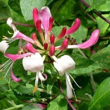 Caprifoglio Belgica - Vaso 1,5 litro (Pianta Rampicante - Clematis - Pianta Adulta - Resistenza al Freddo: Ottima) - Muri e Recinzioni, Pergola, Balconi e Terrazze | ClematisOnline