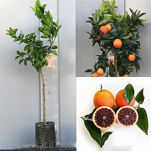Plante d'oranger SAVINI VIVAI, agrume orange foncé en phytocelle, hauteur 100-120 cm Greffe 1 an, fabriqué en Italie