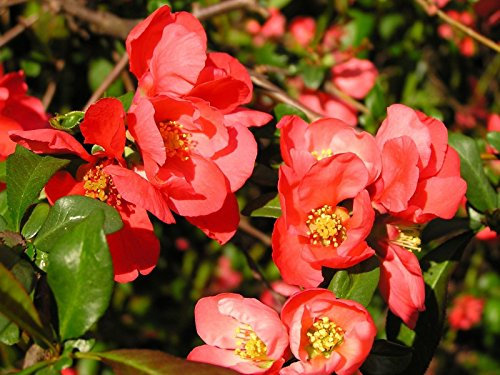 Giapponese mela cotogna, Chaenomeles japonica, Albero semi (Hardy, fragrante) 20pcs