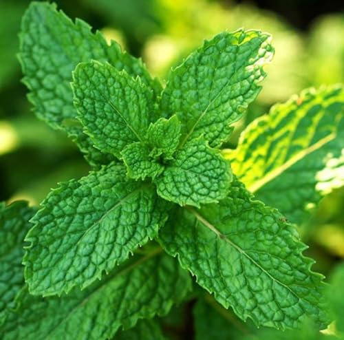 Semillas para Cultivar Hierbabuena en Casa Semillas Hierba Buena Fácil Germinación