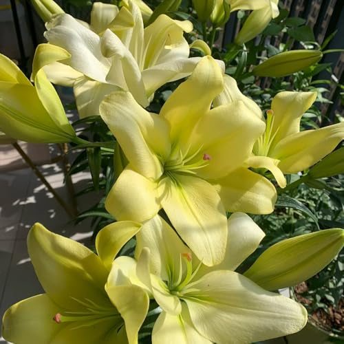 bulbi di giglio, perenni resistenti - giardino balcone 10pcs