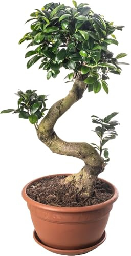 Ficus Ginseng Bonsai Tree Tall Indoor Plants Exotic Large Trees for Your Home (70-80cm incl. Pot)