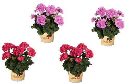 Set de Cuatro Unidades de Pelargonium Natural - Geranio Plantas de Exterior