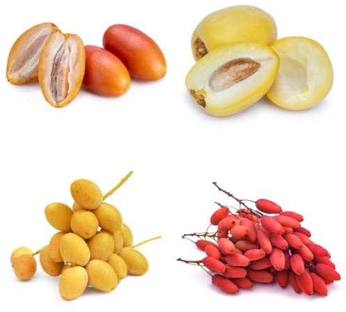 Semi di palma da dattero, semi biologici acquistare semi di palma da datteri, da balcone 30pcs