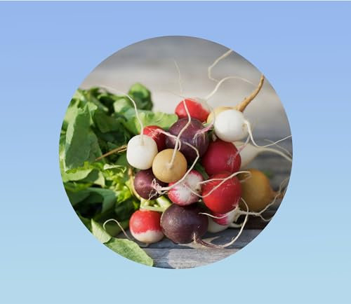 500 graines Radis - Multicolore