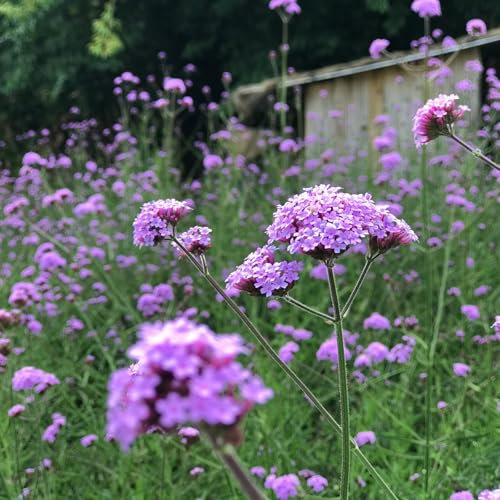 Carbeth Plants Verbena bonariensis Plant 3 x 9cm Pot - Purple Top Summer to Autumn Flowering Herbaceous Perennial - Easy to Grow Pollinator Friendly Shrub for Growing in Mixed Beds, Borders & Pots