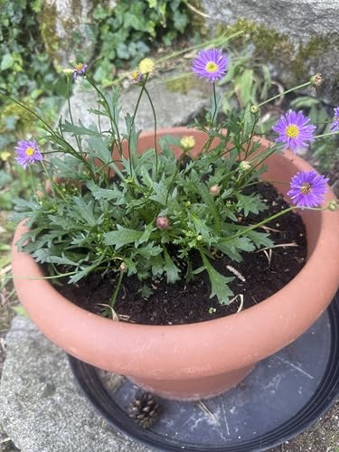 Margaritas azules (Brachyscome iberidifolia) 300 semillas